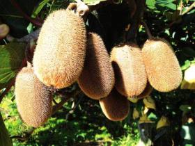 作为贵州省农业产业化重点龙头企业 现场展示了猕香苑有机猕猴桃