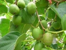 日本软枣猕猴桃销售价格高 每斤卖到200元