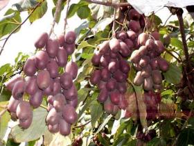 我个人对于现在软枣猕猴桃行业发展的一点绰见 小众品种没有市场规模种植终是徒劳