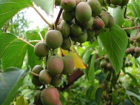 美国允许进口智利鲜食软枣猕猴桃