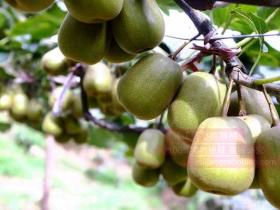 贵州猕猴桃果树遇高温 简单实用四个方法应对