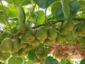 河南猕猴桃产业成为农村特色支柱