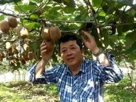 陈庆红，湖北省农科院国家猕猴桃种质资源圃（武汉）负责人