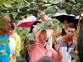 猕猴桃专家中科院武汉植物园钟彩虹研究员荣获“湖北省三八红旗手”