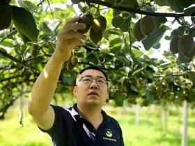 索江涛被派去新西兰学习猕猴桃种植与花粉技术