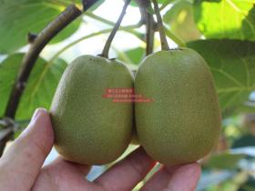 四川泸州纳西区红心猕猴桃首次瓜果 产销两旺