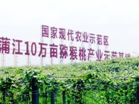 四川蒲江猕猴桃节暨产销对接活动在蒲江县大兴镇国际猕猴桃公园举行