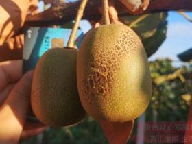意大利Summerfruit公司Summerkiwi早熟绿心猕猴桃品种