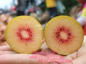 贵州省六盘水种植的红心猕猴桃已经达到二十万亩