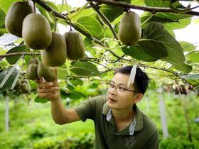 四川泸州硕士返乡种猕猴桃 首年挂果就亩入5万元
