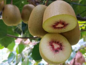 图 kiwifruit