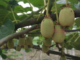 五月份红心猕猴桃田间管理技术要点，按四川成都物候期总结种植