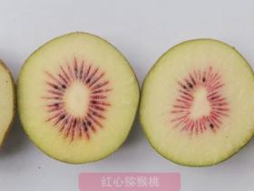 贵州六盘水在红心猕猴桃种植中虽然建立了质量追溯体系