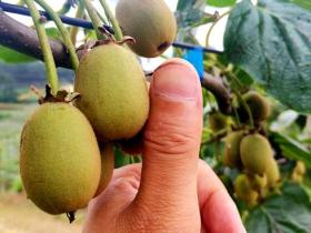 陕西汉中新天地农业发展有限公司自创建伊始以有机猕猴桃种植为核心