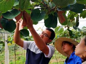贵州圣地有机农业有限公司专业种植猕猴桃