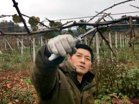 陕西周至县猕猴桃种植协会冬剪技术指导