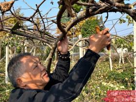 给大家展示贵州播宏猕猴桃果业公司的红心猕猴桃基地