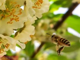 播宏猕猴桃花粉得到了各地种植者的认可和信赖