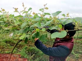 四川红尊农业科技有限公司收购红心猕猴桃