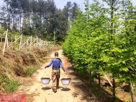四川成都蒲江县在全国率先提出耕地保护与猕猴桃土壤质量提升计划