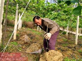 “猕猴桃即食型全红品种创制及提质增效关键技术与应用”通过了河南省科技成果评价