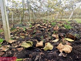 猕猴桃出现小果的原因分析及促进果实膨大的措施 苍溪县农业农村局 杨伟