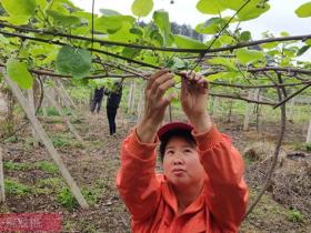 湖南猕猴桃凤凰县古城红心猕猴桃基地 邀请专家开展猕猴桃种植培训