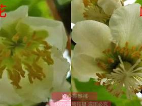 重庆三磊田甜农业开发有限公司花粉厂引进的首条猕猴桃花粉生产线