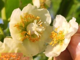湖南种植猕猴桃 采用对花方式授粉