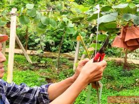 贵州赤水丙安镇三佛村因地制宜引进发展猕猴桃种植