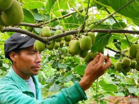 湖南长沙王中炎培育的上百个猕猴桃品种已陆续挂果成熟