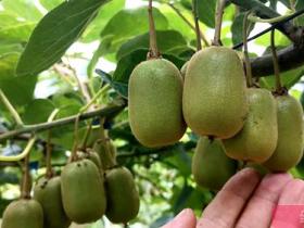 江苏常州：地产红心猕猴桃已经上市，让市民吃上本地种植的有机猕猴桃