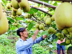 湖北建始县农民猕猴桃产值可超过15万元