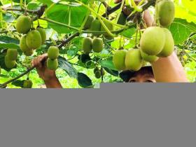 湖南冷水江旭翔农业开发有限公司的猕猴桃种植基地位于金竹山镇坪塘居委会