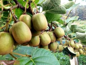四川乐山地质和气候条件非常适合栽种猕猴桃