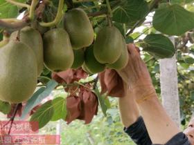 遵义市三岔镇试种红心猕猴桃成功 价格卖到十几元一斤