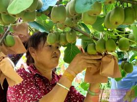 贵州省安顺市普安县高原山地种植仿生有机猕猴桃