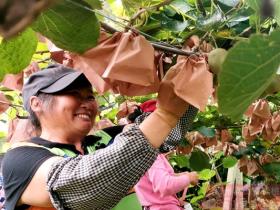 陕西省宝鸡市眉县开展有机猕猴桃种植技术培训
