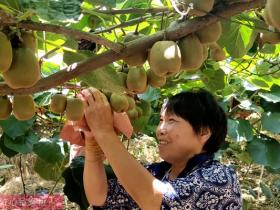 河南省西峡县猕猴桃产业的带头人李华玲