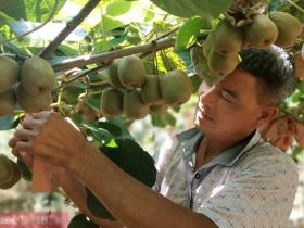 湖南老爹猕猴桃产业发展暨果王素品牌战略发布会在长沙举办