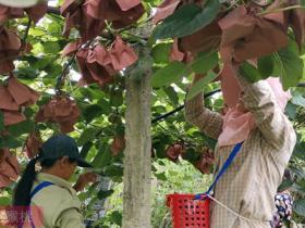种植软枣猕猴桃苗木如何选址适合土壤