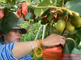贵州省铜仁市沿河自治县发展红心猕猴桃 打造一村一品