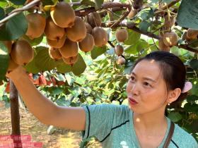 河南西峡：政企合力做优猕猴桃产业
