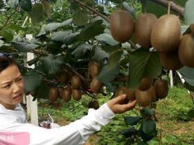 湖南猕猴桃种植者在福建举办的展会上推广翠玉猕猴桃