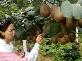 贵州猕猴桃种植主产区播州区三岔镇漫山遍野的猕猴桃树开花了 九月下旬来采摘吧