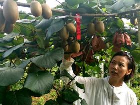贵州遵义三岔高山红心猕猴桃种植者启动一个丰收年