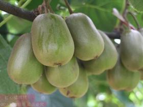 陕西汉中城固成为陕南最大的猕猴桃产区