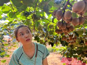 四川苍溪的红心猕猴桃产业主要是以销售鲜果为主