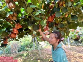 金秋十月 河南西峡引来了猕猴桃采摘季节