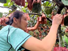 雅安中里种植猕猴桃均按照高标准
